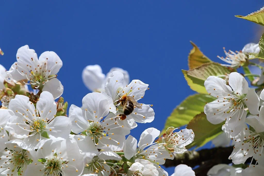Foto René Wehnert - Kirschgartenfest - Biene auf Kirschblüten